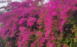 三角梅哪个品种最美？