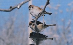 灰鹅头上有包是什么品种？