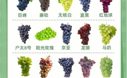 进口葡萄品种有哪些？