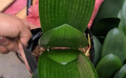 元宝君子兰是优质品种吗？