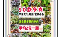 哪些多肉品种被认为能带来财运？