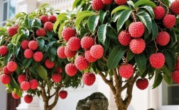 荔枝仔种植技术要点有哪些？