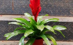 鸿运当头什么品种图片最好看？