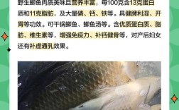 水产鲫鱼怎么养殖技术