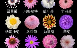 菊花品种名称有哪些？