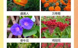 城市观光花卉有哪些常见品种名称？