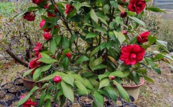 北方适合养哪些茶花品种？