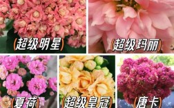 家花有哪些常见品种？