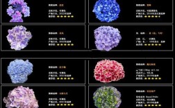 绣球哪个品种最好？