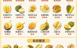 常见榴莲品种有哪些？