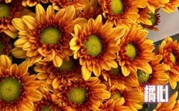 雏菊有哪些常见品种？