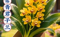 哪些品种君子兰最好？