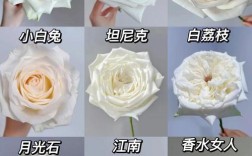 白色玫瑰品种有哪些？