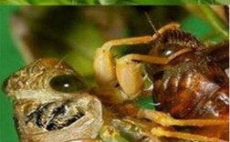 菏泽金蝉养殖技术视频，新手能学会吗？