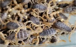 贵州适合蝎子养殖技术