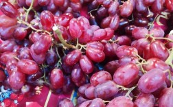 哪个品种的提子价格高