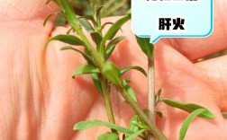 枸杞苗木怎么种？视频教你技术要点。