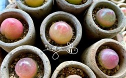 灯泡多肉哪个品种最好养？