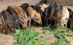 特种养殖品种有哪些？