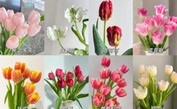 郁金香品种名字有何由来或寓意？