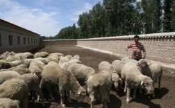 敖汉细毛养殖技术下载哪里找？