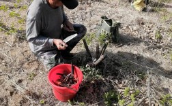 板栗夏季嫁接技术视频要点有哪些？