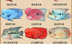 罗汉鱼品种到底有多少？