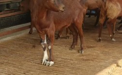 黄山羊养殖技术视频，关键技巧有哪些？