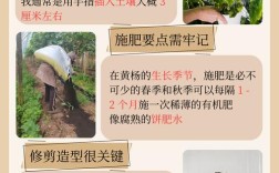 小叶黄杨栽植养护技术要点有哪些？