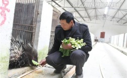 海南豪猪价格多少一斤