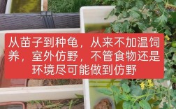 2025年石龟苗价格会涨还是跌？