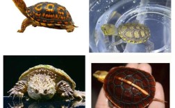 2025年辐射龟价格会涨还是跌？