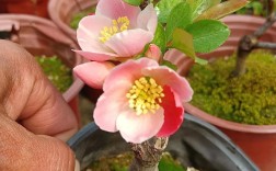 最漂亮海棠花品种是哪个？