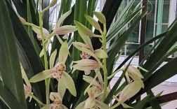 建兰哪些品种易生病？