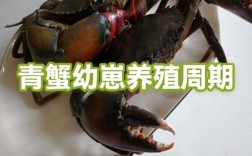 青蟹吊笼养殖技术要点有哪些？