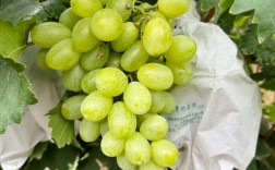 维多利亚葡萄，口感特点与种植难点？