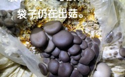 平菇栽培视频直播怎么学？技术要点有哪些？