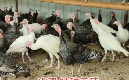 火鸡养殖技术要点有哪些？