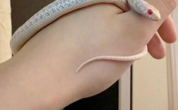 新手养蛇选什么品种好？