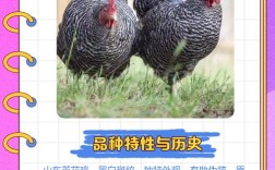 山东有哪些特色鸡品种？