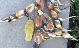 什么品种的藕产量最高