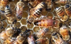 浆王蜜王有何特性差异？