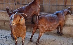 波尔山羊养殖技术要点有哪些？