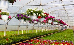 无需温室大棚的花卉品种