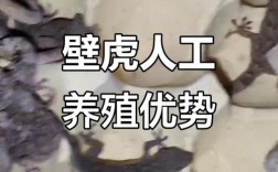壁虎养殖技术2025年