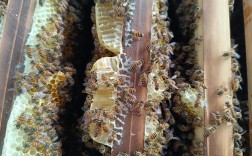 德国蜜蜂养殖技术视频有哪些要点？