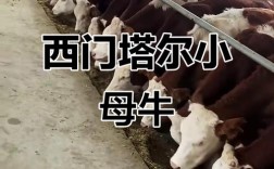 东北西门塔尔牛犊价格多少？