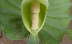 滴水观音切断繁殖技术