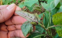 甘薯前期管理技术要点