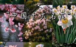 什么品种水仙花？图片大全详解哪些？